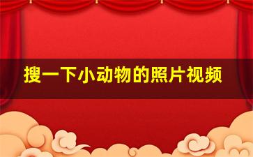 搜一下小动物的照片视频