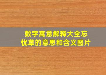 数字寓意解释大全忘忧草的意思和含义图片