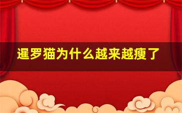 暹罗猫为什么越来越瘦了