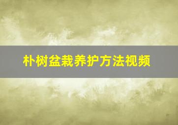 朴树盆栽养护方法视频