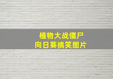 植物大战僵尸向日葵搞笑图片