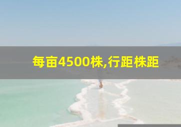 每亩4500株,行距株距