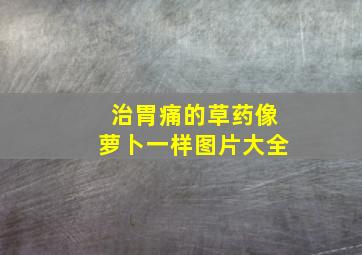 治胃痛的草药像萝卜一样图片大全