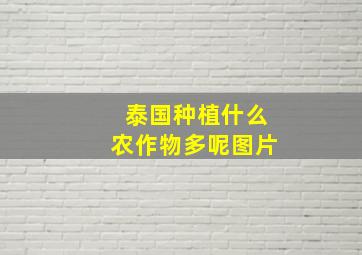 泰国种植什么农作物多呢图片