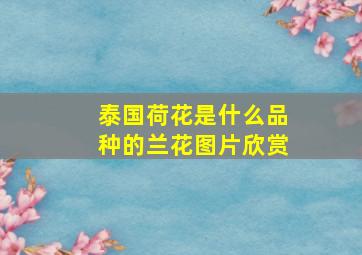 泰国荷花是什么品种的兰花图片欣赏