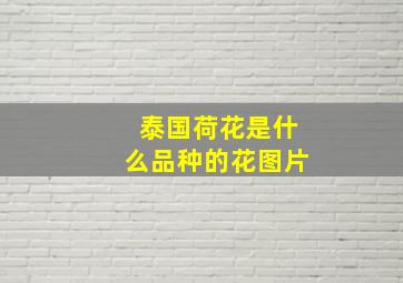 泰国荷花是什么品种的花图片