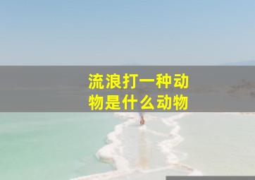 流浪打一种动物是什么动物