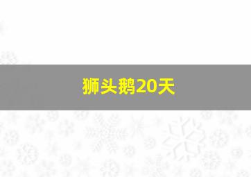 狮头鹅20天