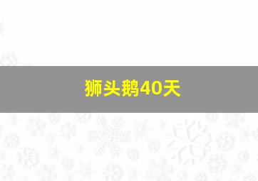 狮头鹅40天