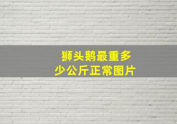 狮头鹅最重多少公斤正常图片