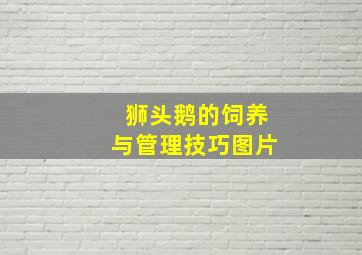 狮头鹅的饲养与管理技巧图片