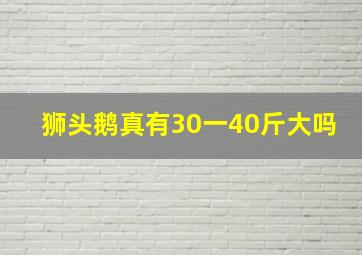 狮头鹅真有30一40斤大吗