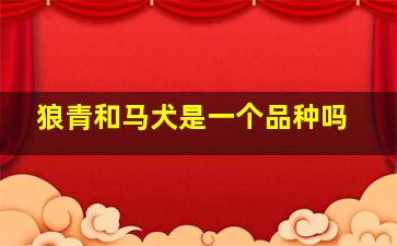 狼青和马犬是一个品种吗