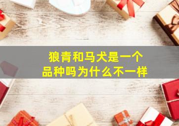 狼青和马犬是一个品种吗为什么不一样