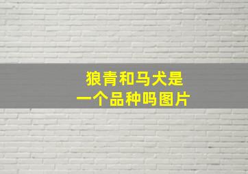 狼青和马犬是一个品种吗图片