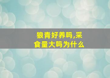 狼青好养吗,采食量大吗为什么