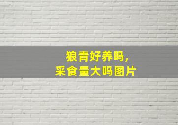 狼青好养吗,采食量大吗图片