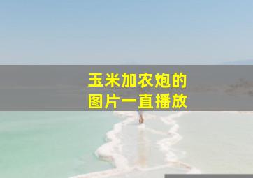 玉米加农炮的图片一直播放