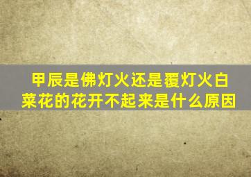 甲辰是佛灯火还是覆灯火白菜花的花开不起来是什么原因