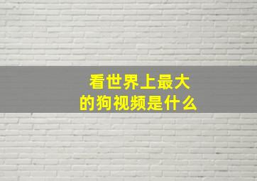 看世界上最大的狗视频是什么