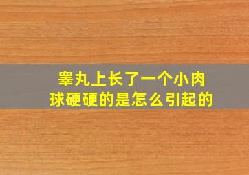 睾丸上长了一个小肉球硬硬的是怎么引起的