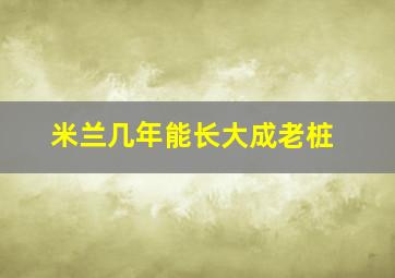 米兰几年能长大成老桩