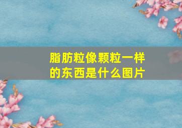 脂肪粒像颗粒一样的东西是什么图片