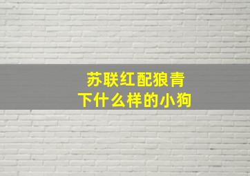 苏联红配狼青下什么样的小狗