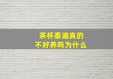 茶杯泰迪真的不好养吗为什么