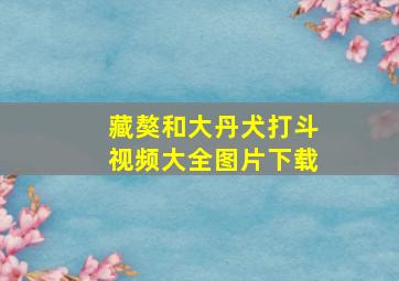 藏獒和大丹犬打斗视频大全图片下载