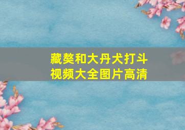 藏獒和大丹犬打斗视频大全图片高清