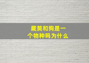 藏獒和狗是一个物种吗为什么