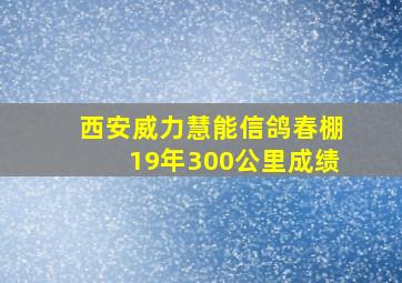 西安威力慧能信鸽春棚19年300公里成绩