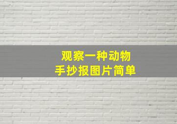 观察一种动物手抄报图片简单