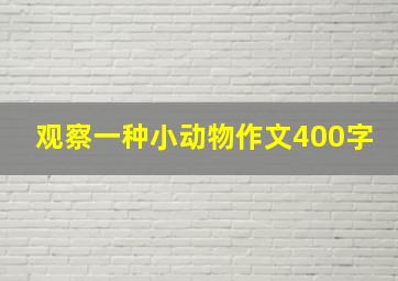 观察一种小动物作文400字