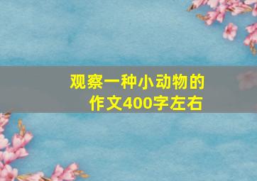 观察一种小动物的作文400字左右