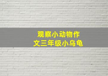 观察小动物作文三年级小乌龟