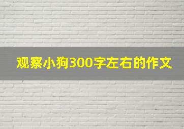 观察小狗300字左右的作文