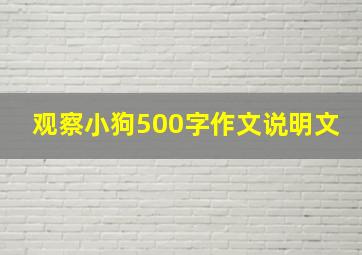 观察小狗500字作文说明文