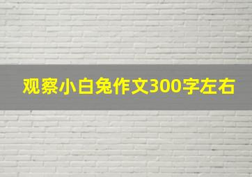 观察小白兔作文300字左右