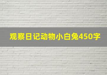 观察日记动物小白兔450字