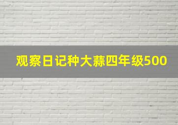 观察日记种大蒜四年级500