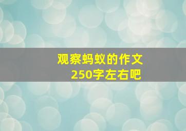 观察蚂蚁的作文250字左右吧