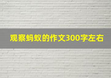 观察蚂蚁的作文300字左右