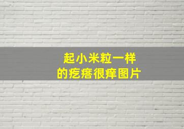 起小米粒一样的疙瘩很痒图片