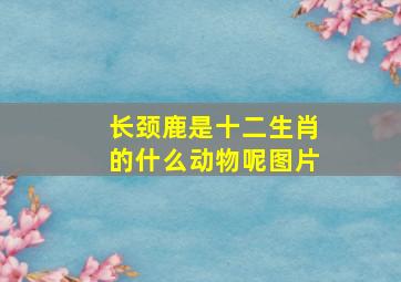 长颈鹿是十二生肖的什么动物呢图片