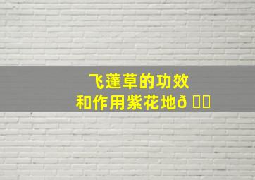 飞蓬草的功效和作用紫花地𠃌