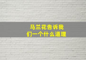 马兰花告诉我们一个什么道理