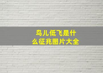 鸟儿低飞是什么征兆图片大全