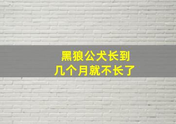 黑狼公犬长到几个月就不长了